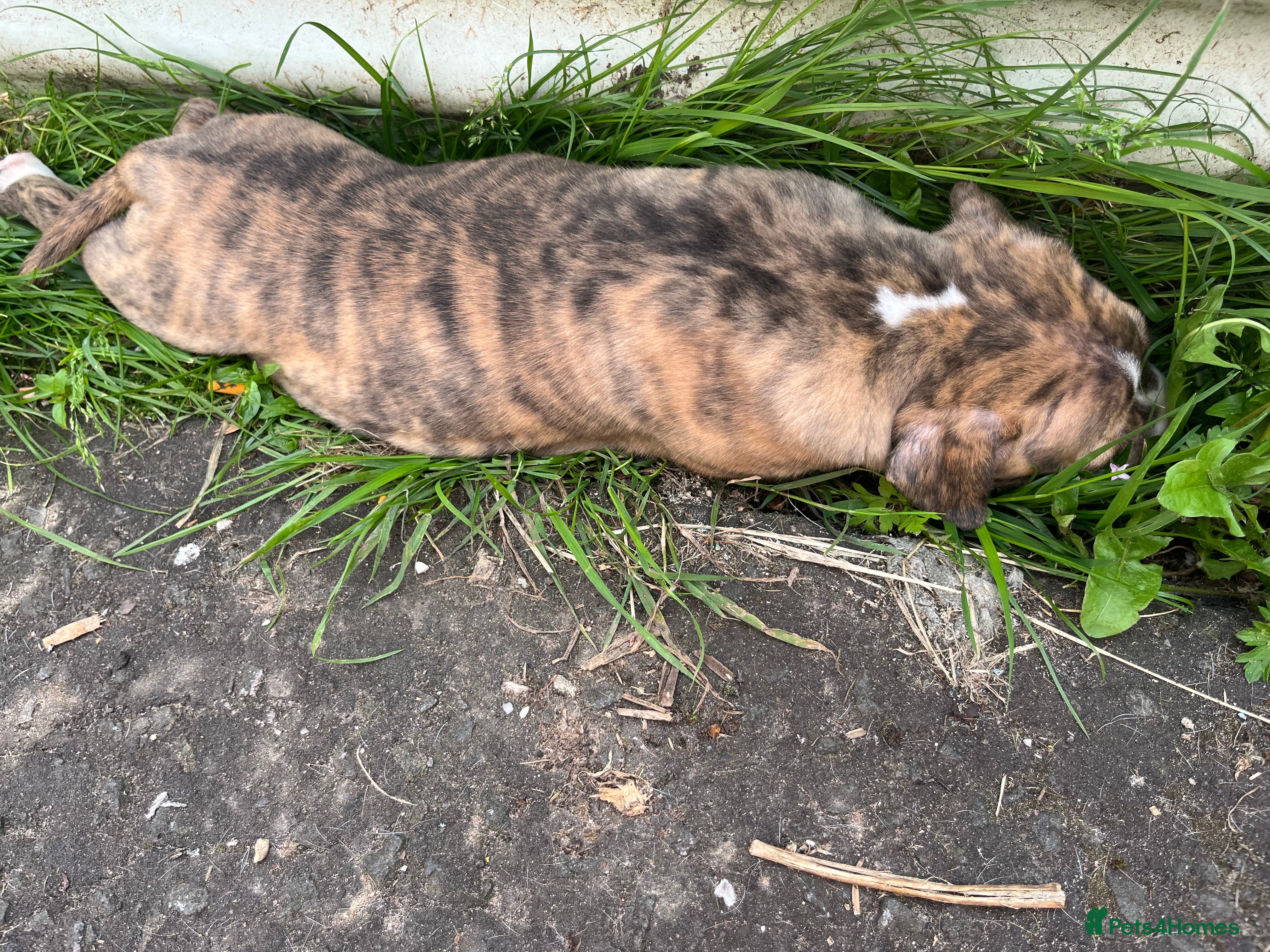Staffordshire Bull Terrier dogs American Staffordshire bull terrier puppies - Advert 2
