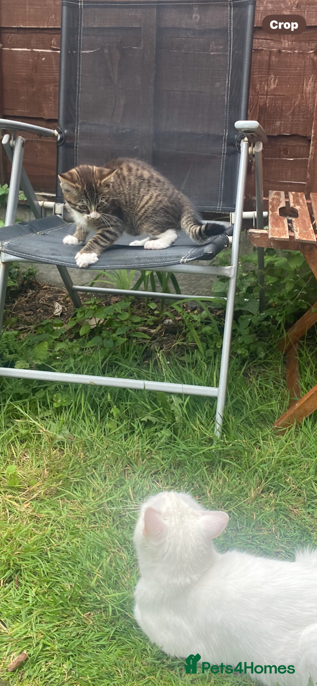 Bengal cats for sale: Tabby stripy Bengal cross  - Image 9