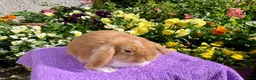Mini Lop rabbits for sale: Gorgeous purebred baby mini lops ready to reserve - Advert 17