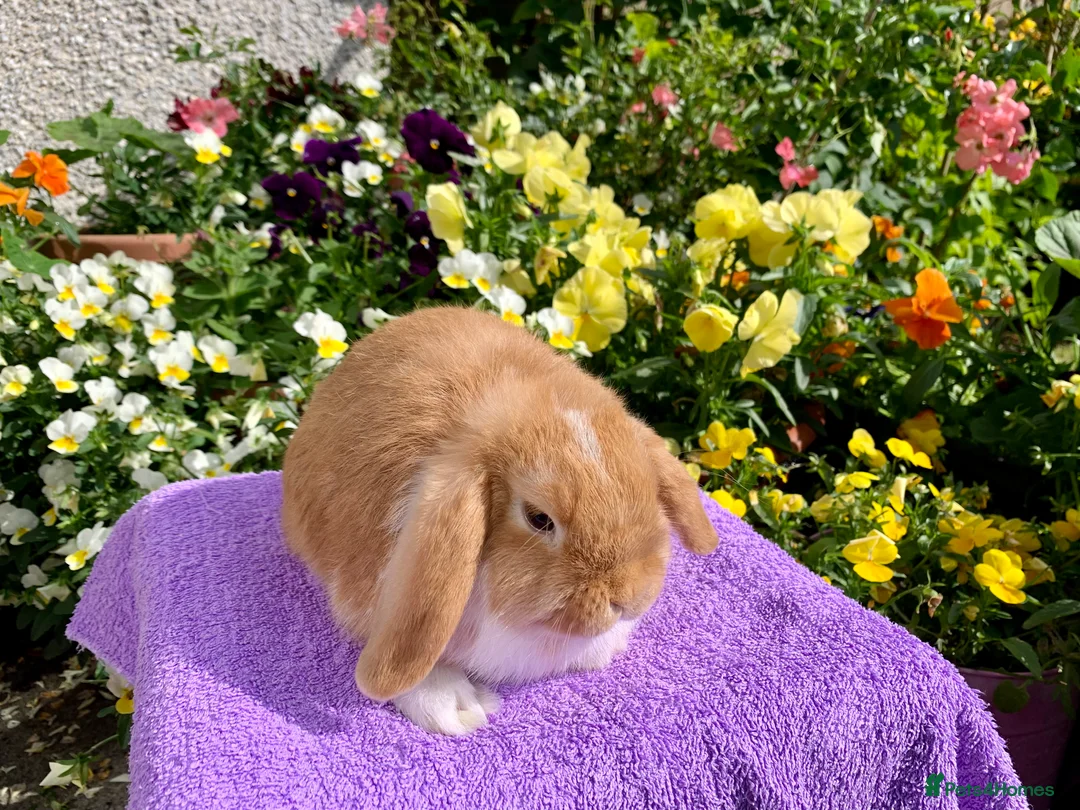Mini Lop rabbits for sale: Gorgeous purebred baby mini lops ready to reserve - Advert 17