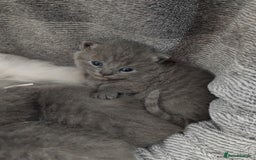 British Shorthair cats for sale: Blue British sorthair kittens available - Image 4