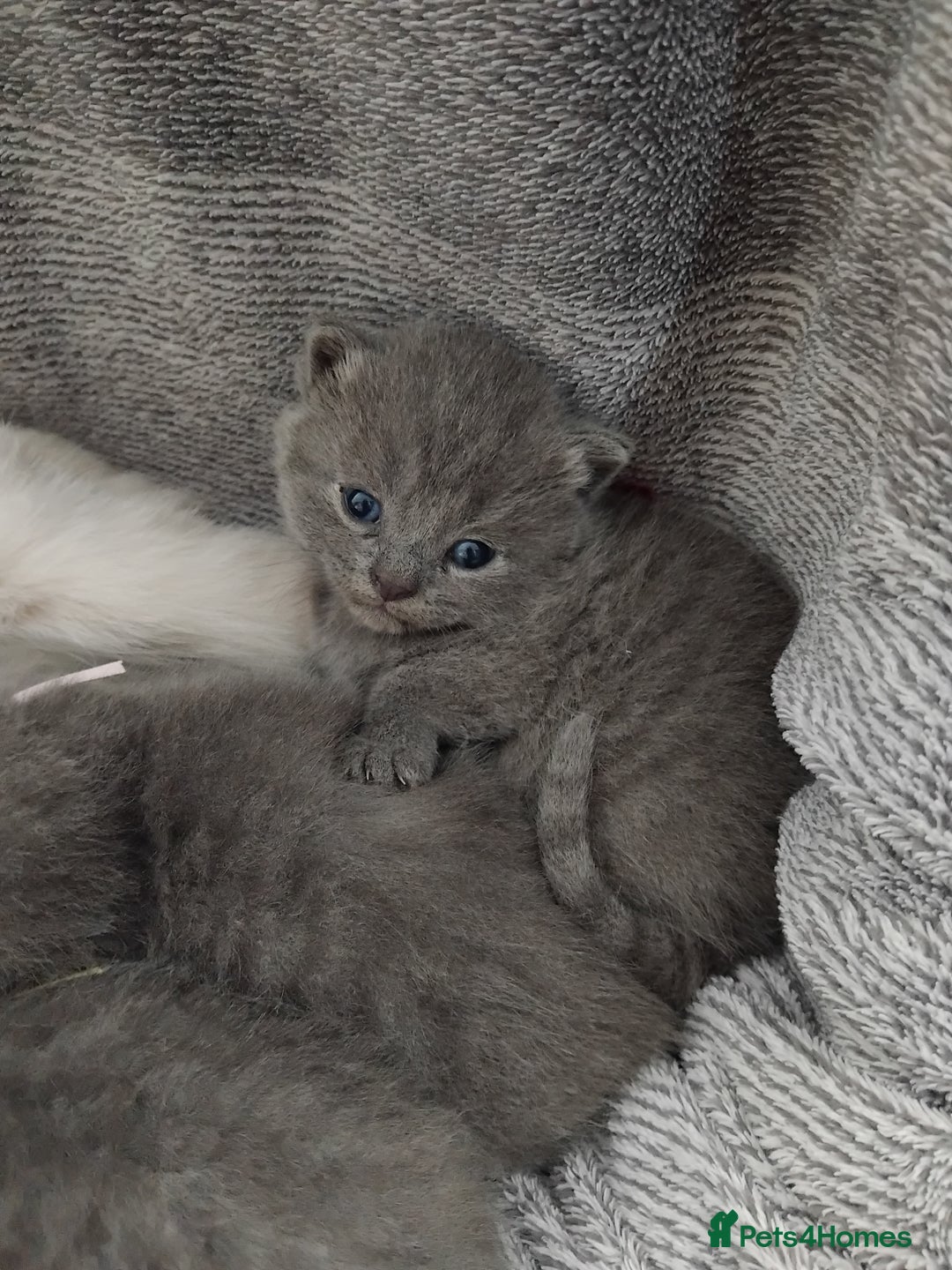 British Shorthair cats for sale: Blue British sorthair kittens available - Image 4