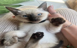 Siamese cats for sale: Human Toilet Trained! Exquisite Siamese Kittens - Image 4