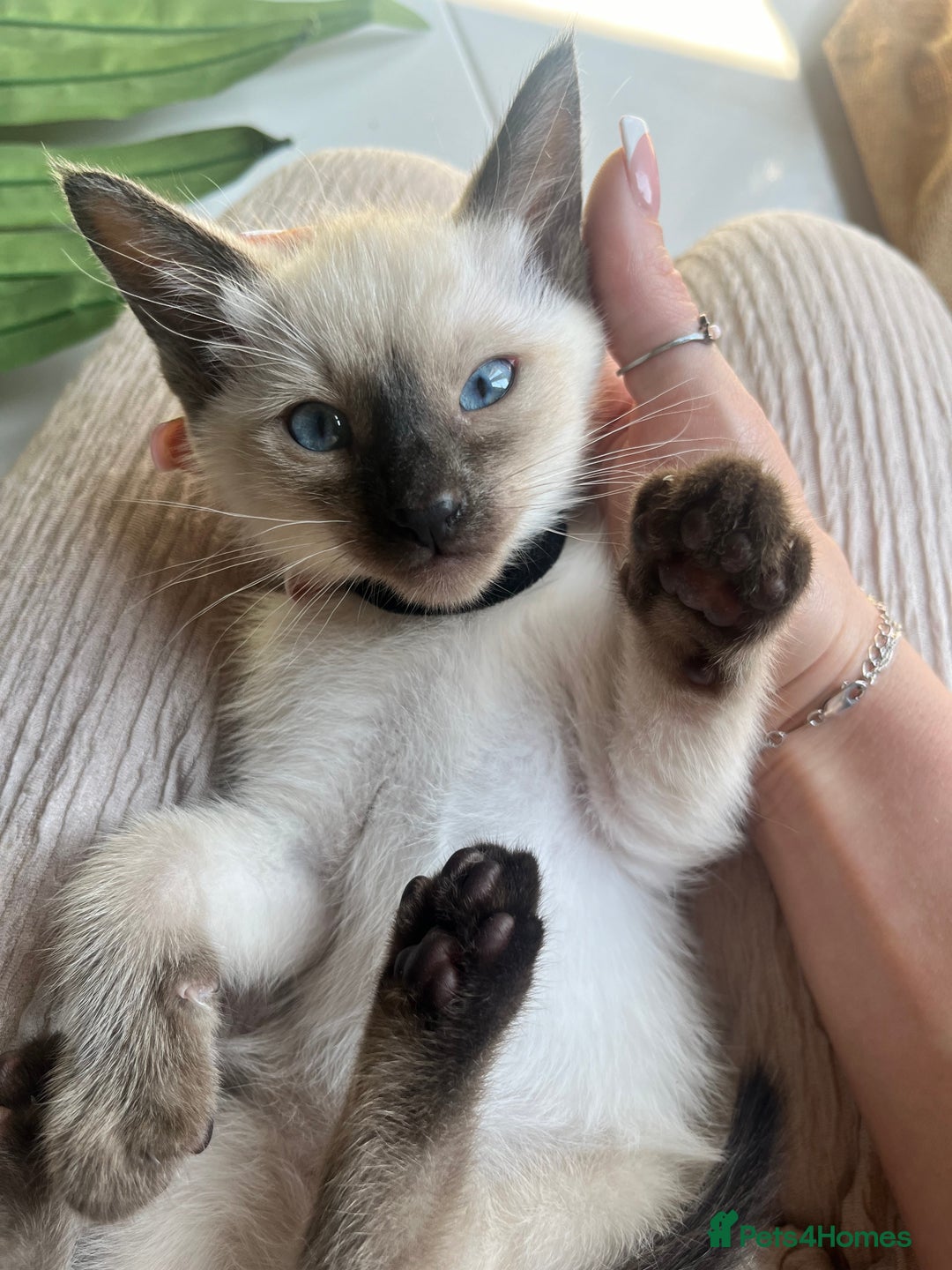 Siamese cats for sale: Human Toilet Trained! Exquisite Siamese Kittens - Image 4