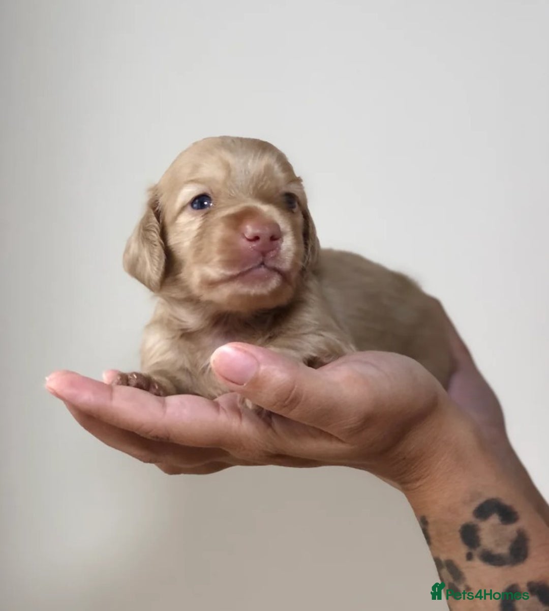 Miniature Dachshund dogs for sale: Cream Miniature Long-Haired Dachshund Puppies! - Image 8