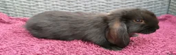 Mini Lop rabbits for sale: Cute French x Mini Lop Ready to Go!!! - Advert 33