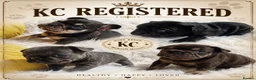 French Bulldog dogs for sale: Outstanding KC French Bulldog Puppies  - Advert 1
