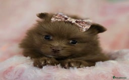 Pomeranian dogs for sale: Pomeranian puppies  - Image 3