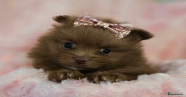 Pomeranian dogs - Advert 13
