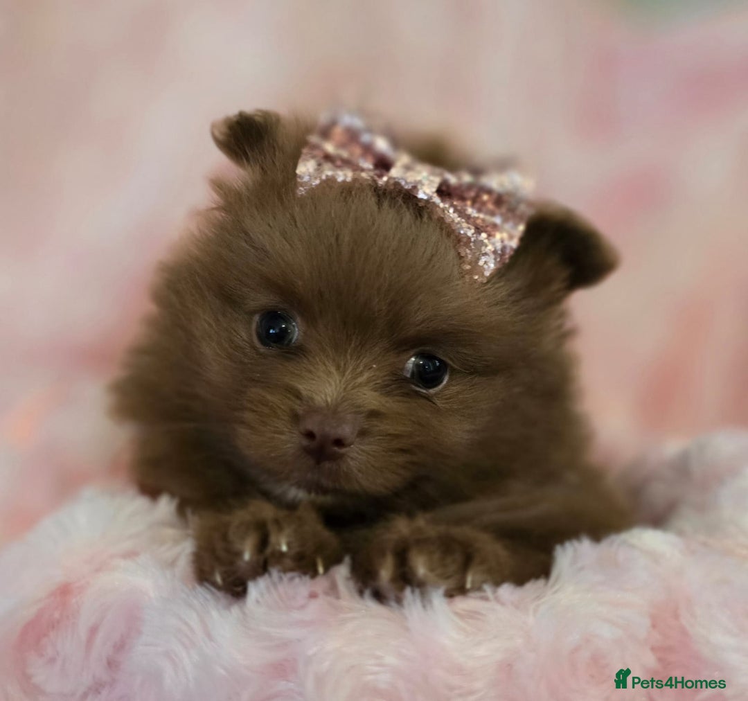 Pomeranian dogs for sale: Pomeranian puppies  - Image 3