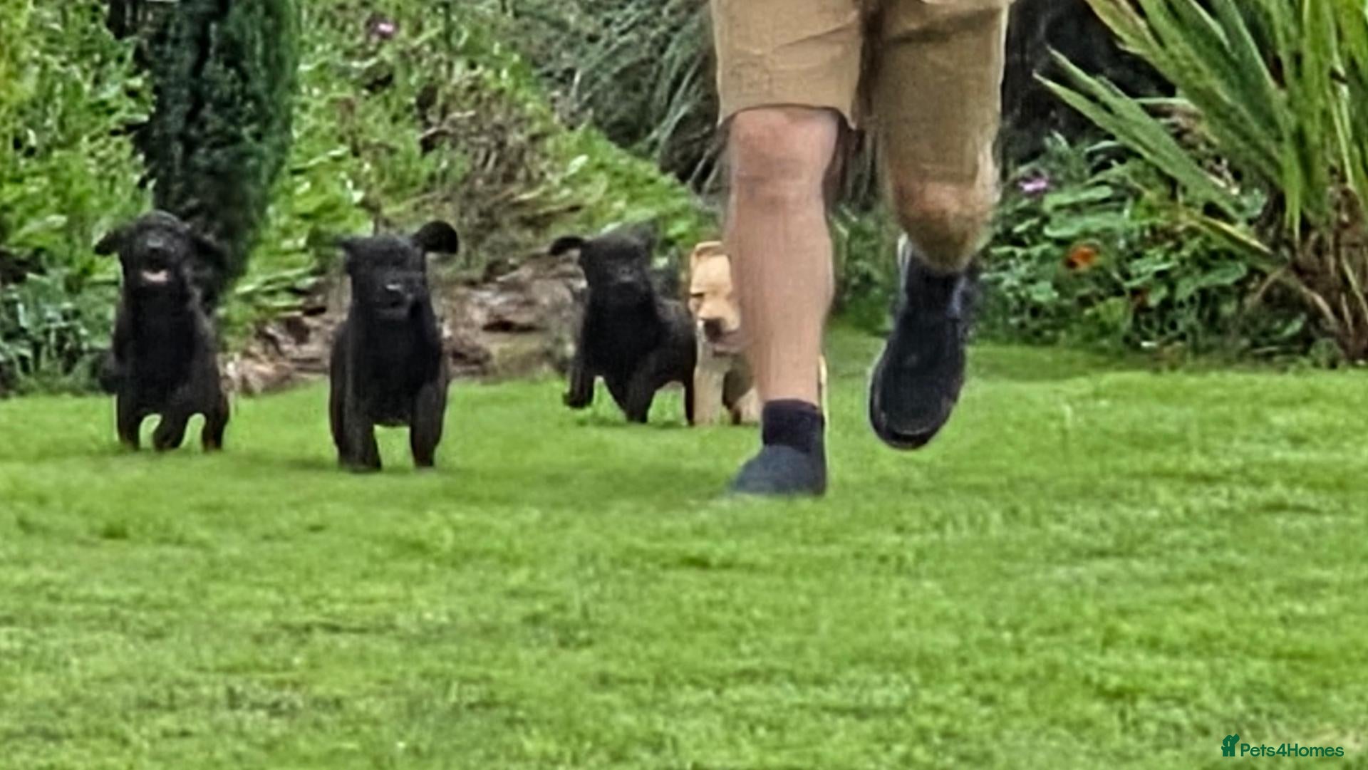 Labrador Retriever dogs  Labrador Puppies For Sale - Advert 1