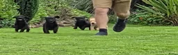 Labrador Retriever dogs for sale:  LAbrador Puppies For Sale - Advert 8