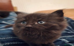 Mixed Breed cats for sale: Beautiful Kittens  - Image 22
