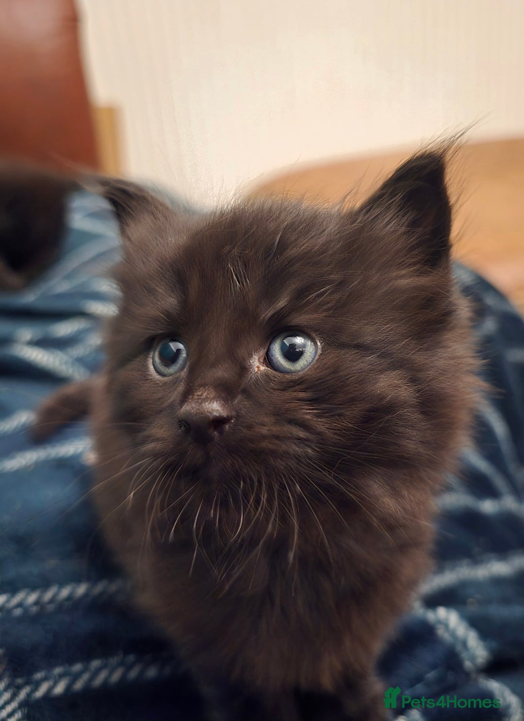 Mixed Breed cats for sale: Beautiful Kittens  - Image 22
