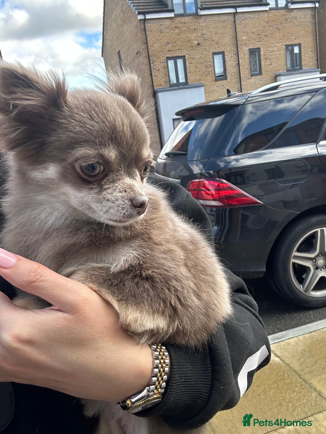 Chihuahua dogs for sale: Long Haired Chiahuahua - Image 4
