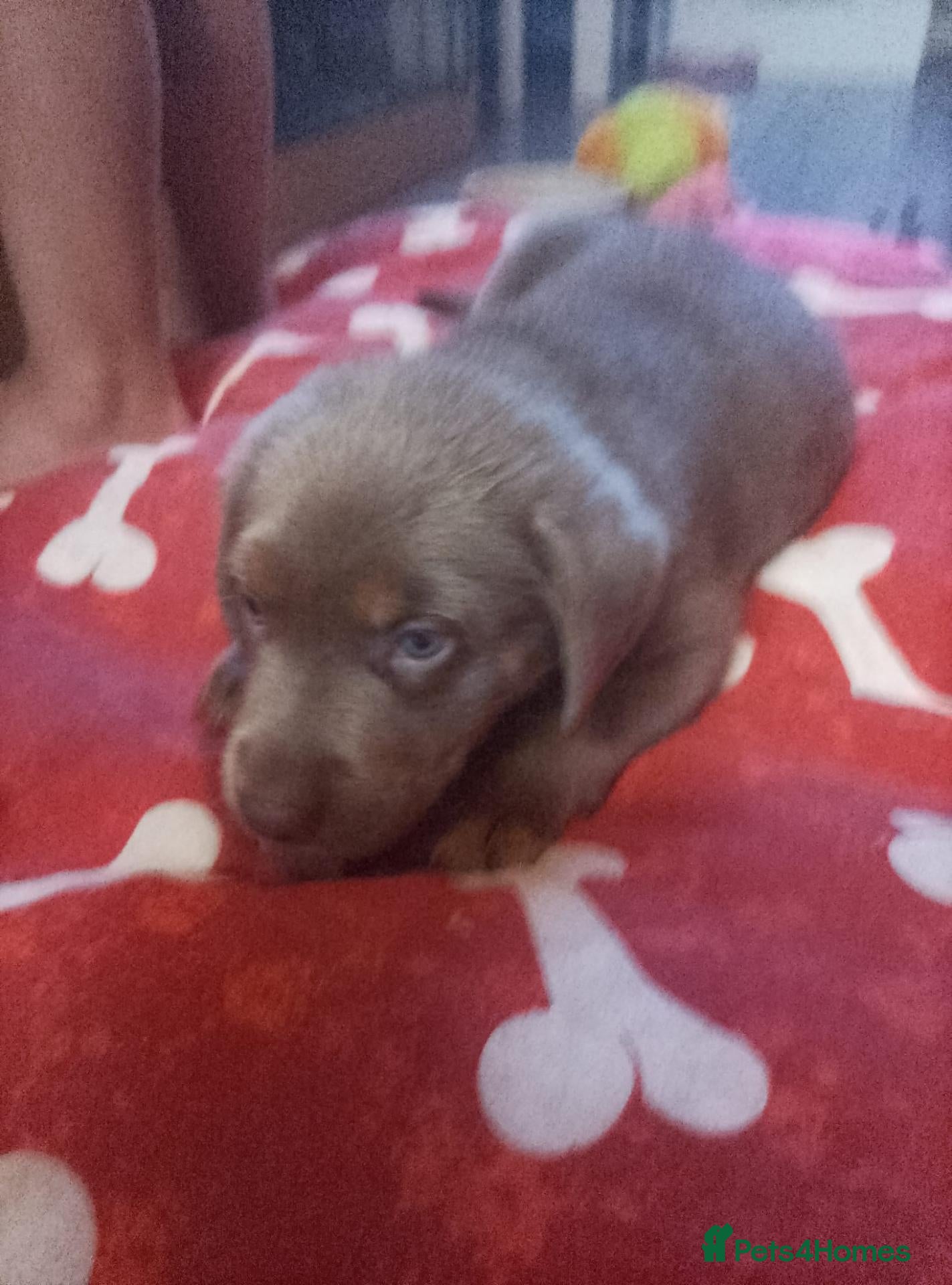 Labrador Retriever dogs Labrador girl ready now - Advert 6