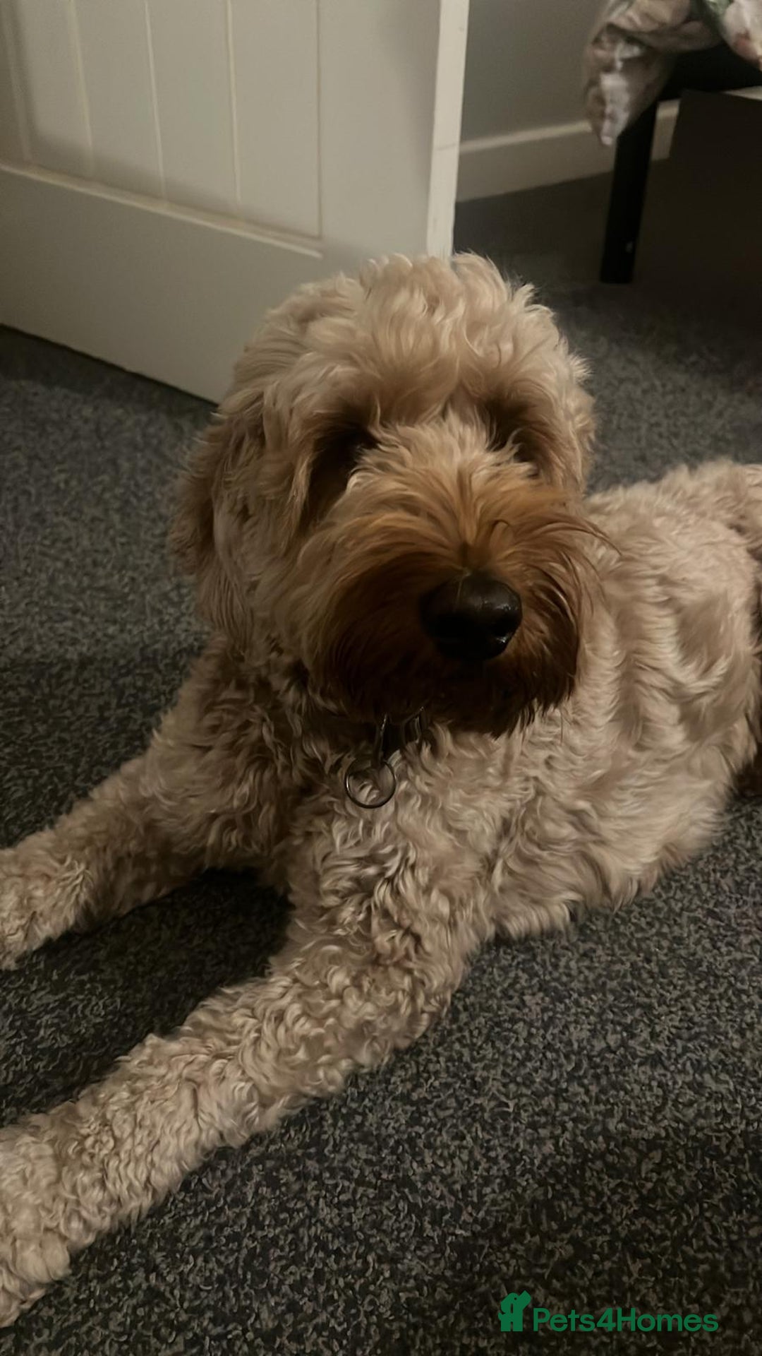 Cockapoo dogs for sale: Male cockapoo for sale  - Advert 6