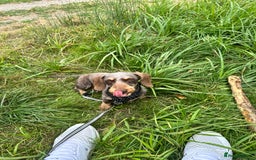 Miniature Dachshund dogs for sale: Miniature Daschund - Image 4