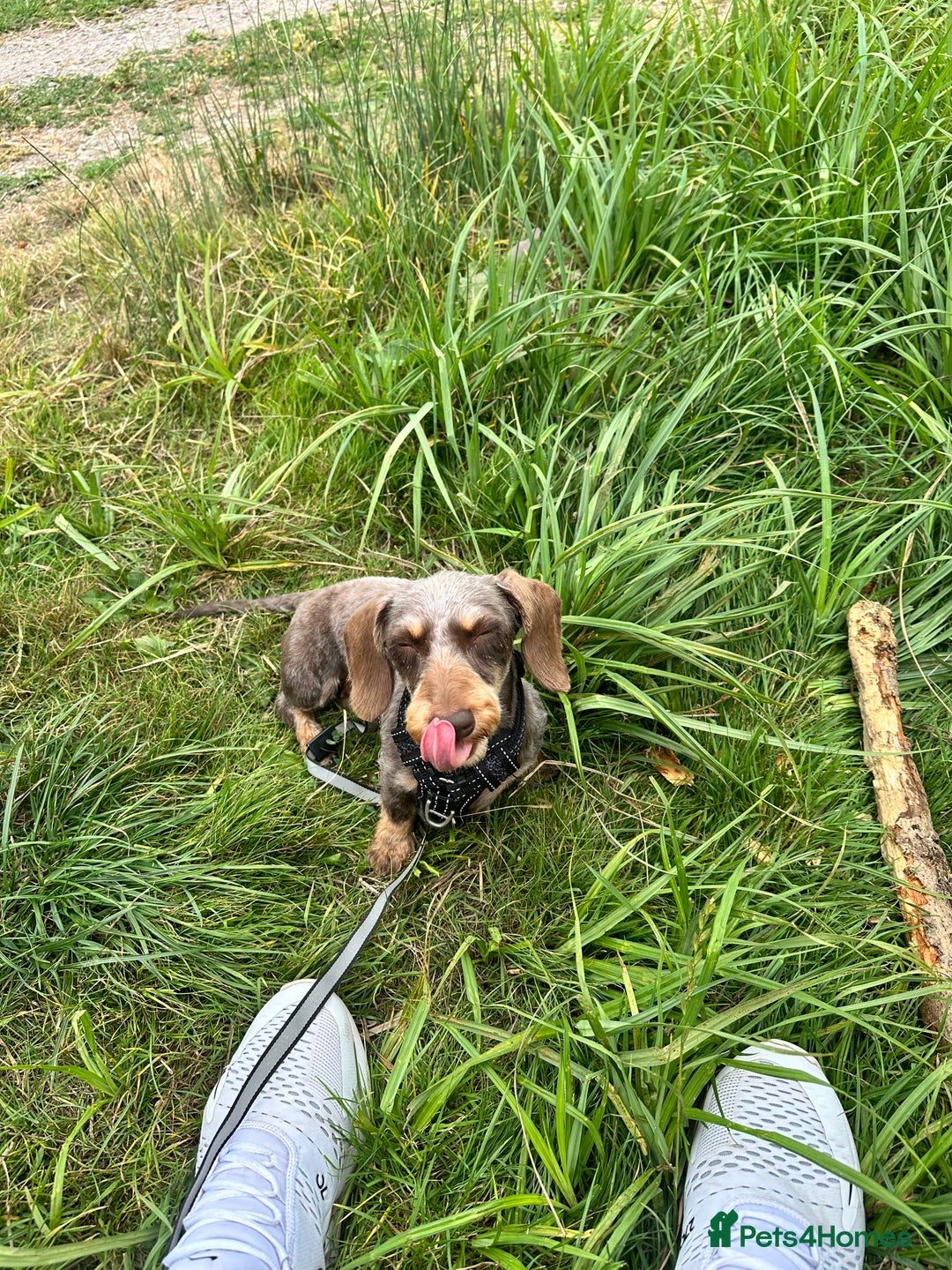 Miniature Dachshund dogs for sale: Miniature Daschund - Image 4