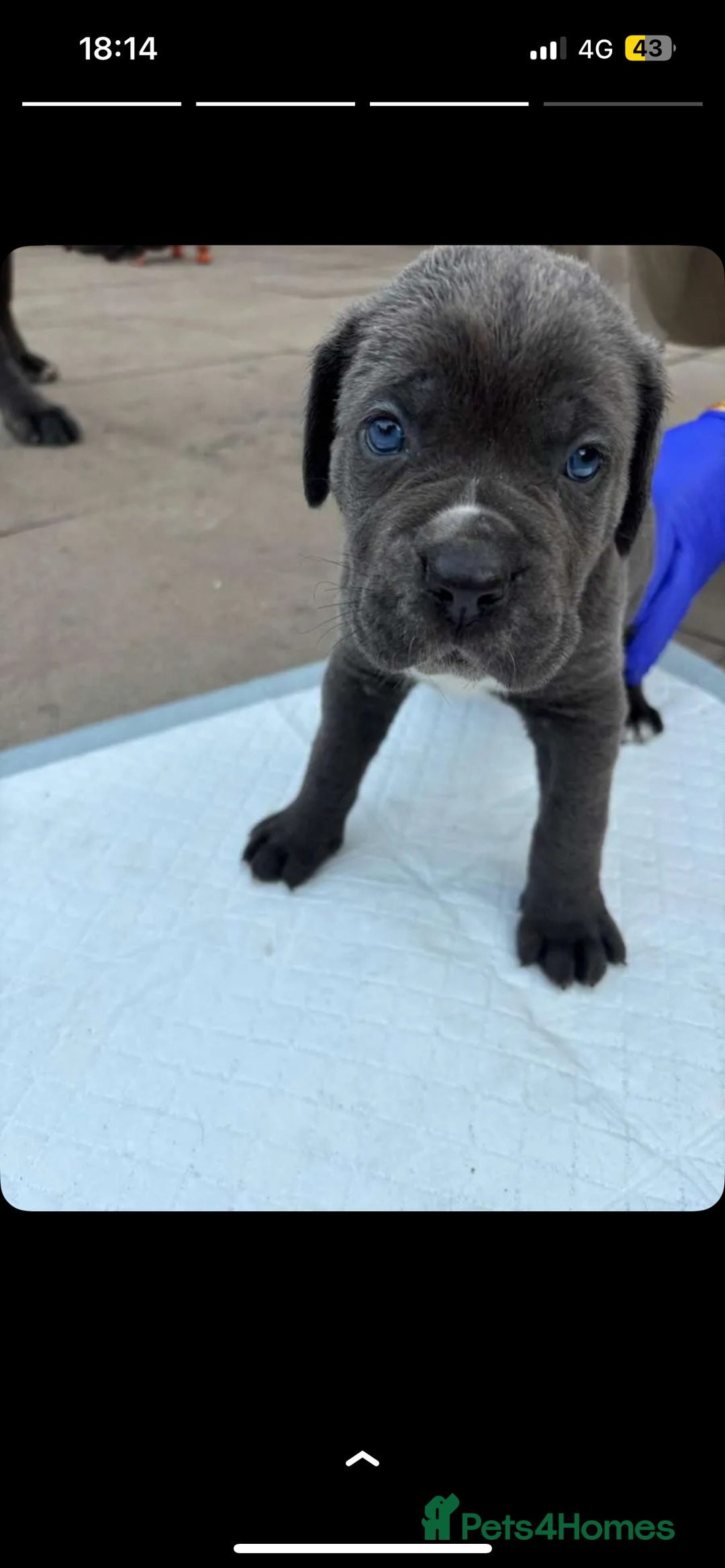 Cane Corso dogs for sale: 7 Cane Corsos Available  - Image 4