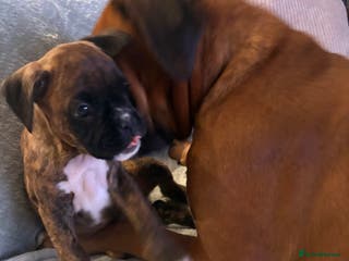 Boxer dogs READY NOW. LAST GIRL 🐶 - Advert 5