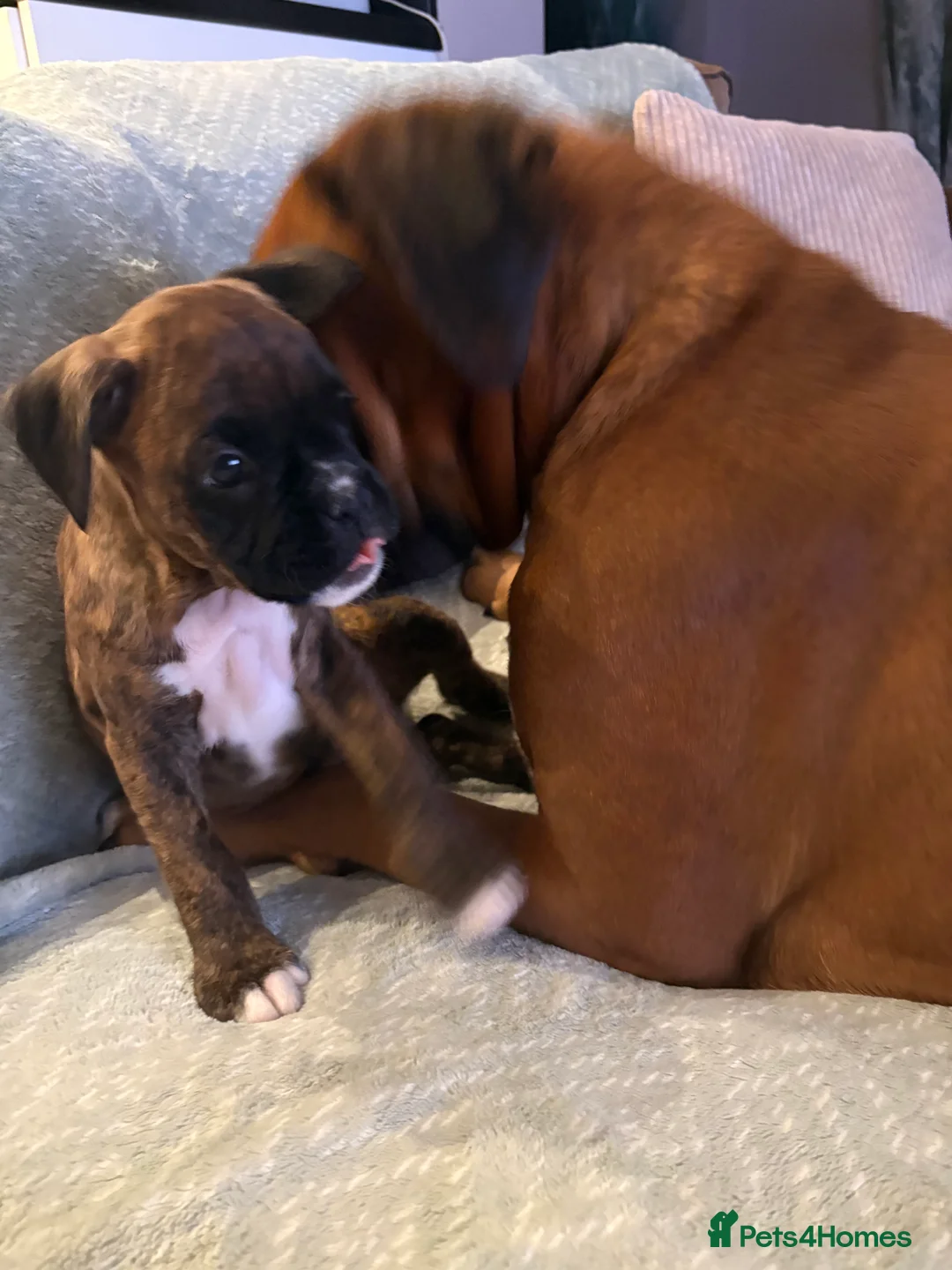 Boxer dogs for sale: READY NOW. LAST GIRL 🐶  - Advert 5