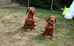 Hungarian Vizsla dogs for sale: CHAMPION BRED KC HUNGARIAN VIZSLAS - Image 8