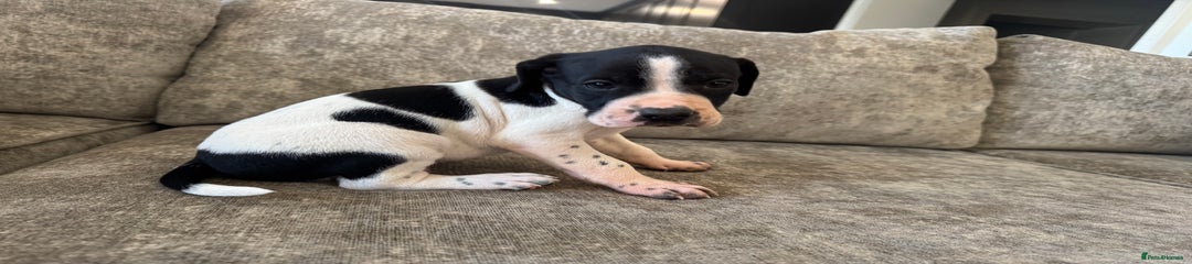 Pointer Puppy 1
