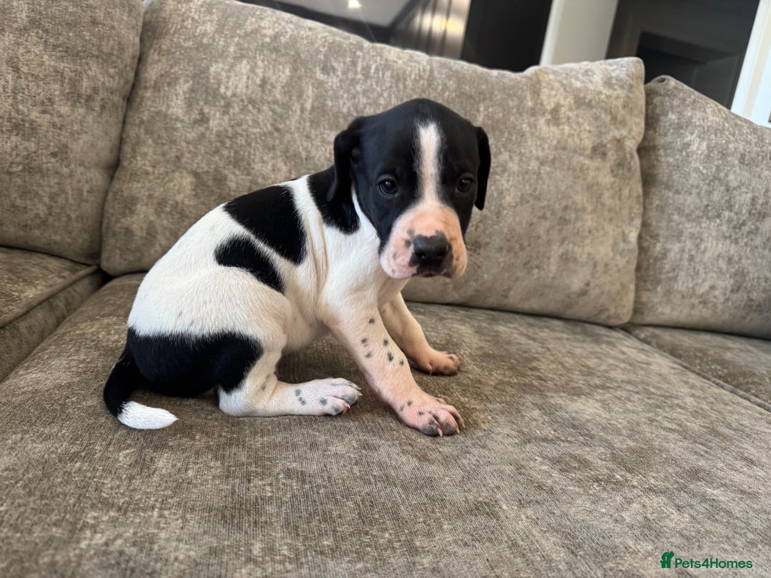 Pointer dogs for sale: BEAUTIFUL PEDIGREE POINTER PUPPIES - Image 5
