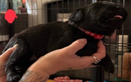 Labrador Retriever dogs for sale: Stunning litter of pure bred black Labrador pups  - Image 26