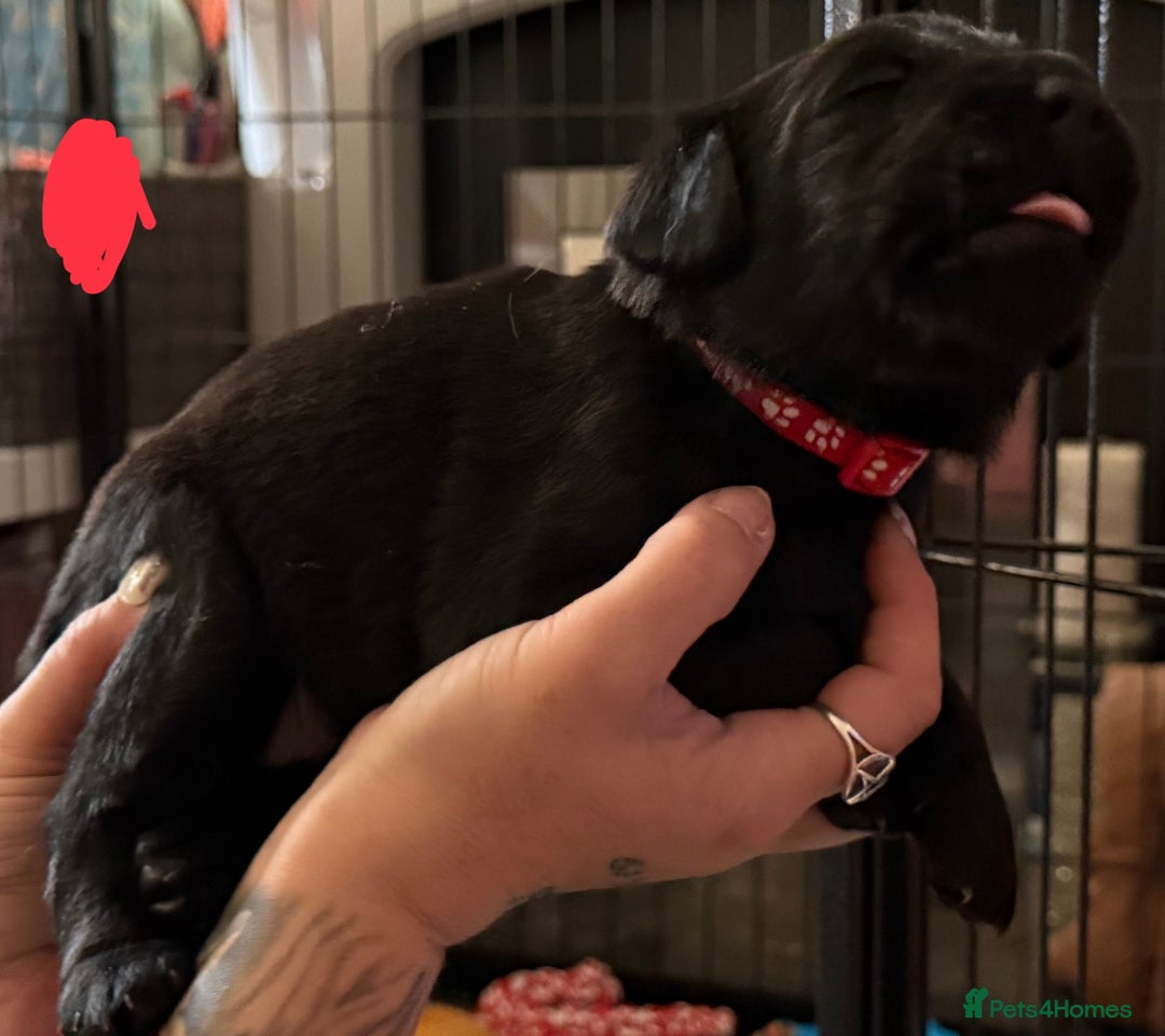 Labrador Retriever dogs for sale: Stunning litter of pure bred black Labrador pups  - Image 26