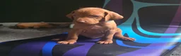 Hungarian Vizsla dogs for sale: ***Ready Now*** Hungarian Vizsla Puppies  - Advert 30