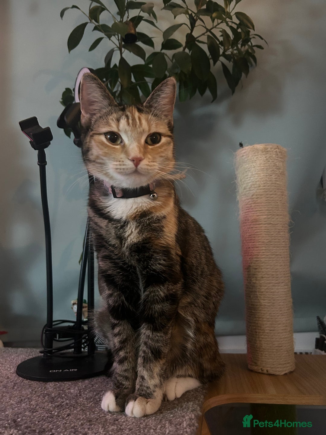 Ragdoll cats for sale: Cats for rehoming  - Advert 7