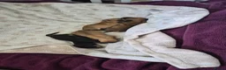 Chiweenie dogs for sale: 4 gorgeous dachund mixed with chihuahua  in Newcastle - Advert 7