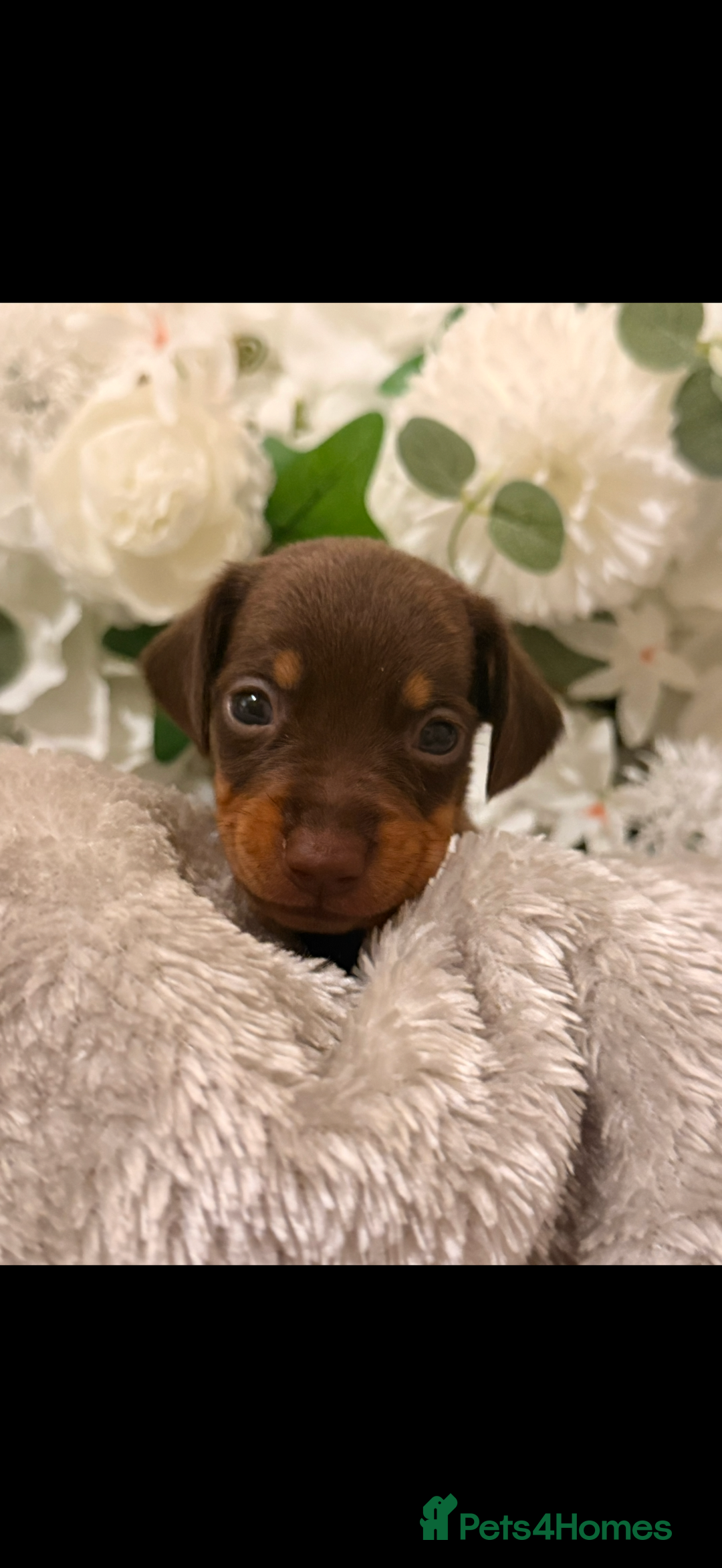 Dachshund dogs for sale: ⭐️LAST BOY AVAILABLE- Mini dachshunds pups⭐️ - Advert 32