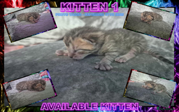 Mixed Breed cats for sale: Silver Bengal X Grey Tabby Kittens For Sale - Image 4