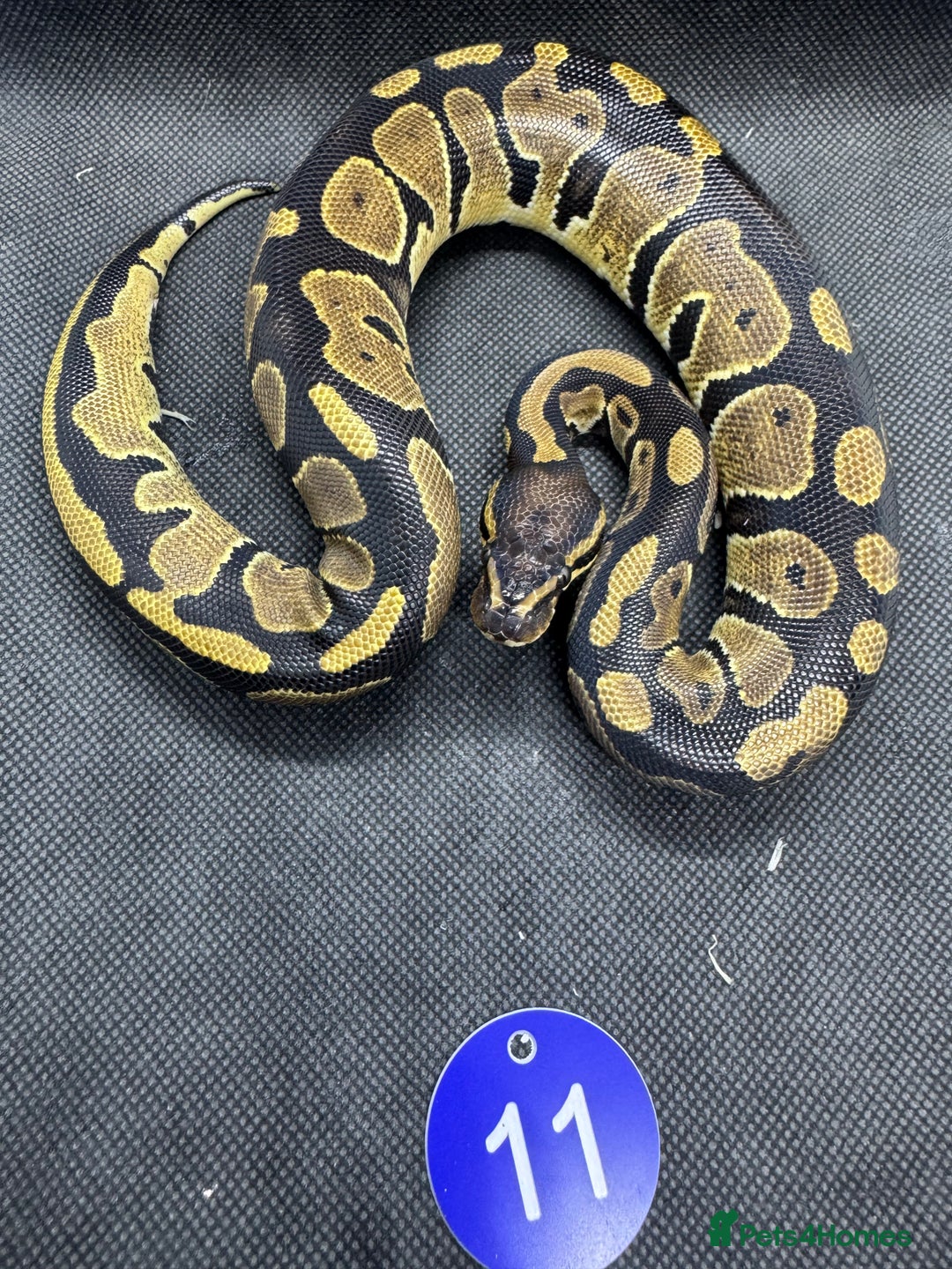 Python Snake reptiles for sale: Royal pythons from £20 - Image 5