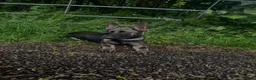 Belgian Shepherd Dog dogs for sale: 5 month old Belgian malinous male - Advert 3