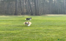 Border Collie dogs for sale: DUE 1st August Border collie Puppies - Image 22