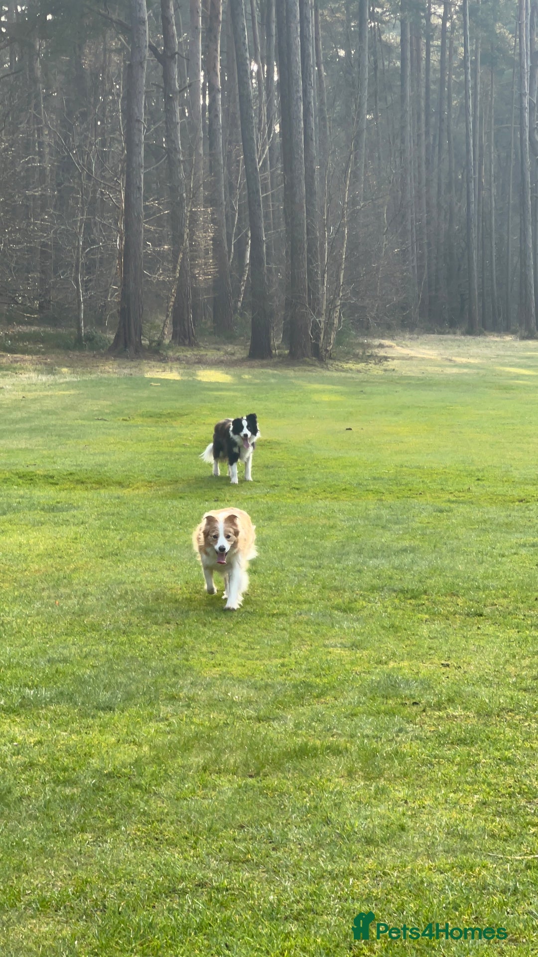 Border Collie dogs for sale: DUE 1st August Border collie Puppies - Image 22
