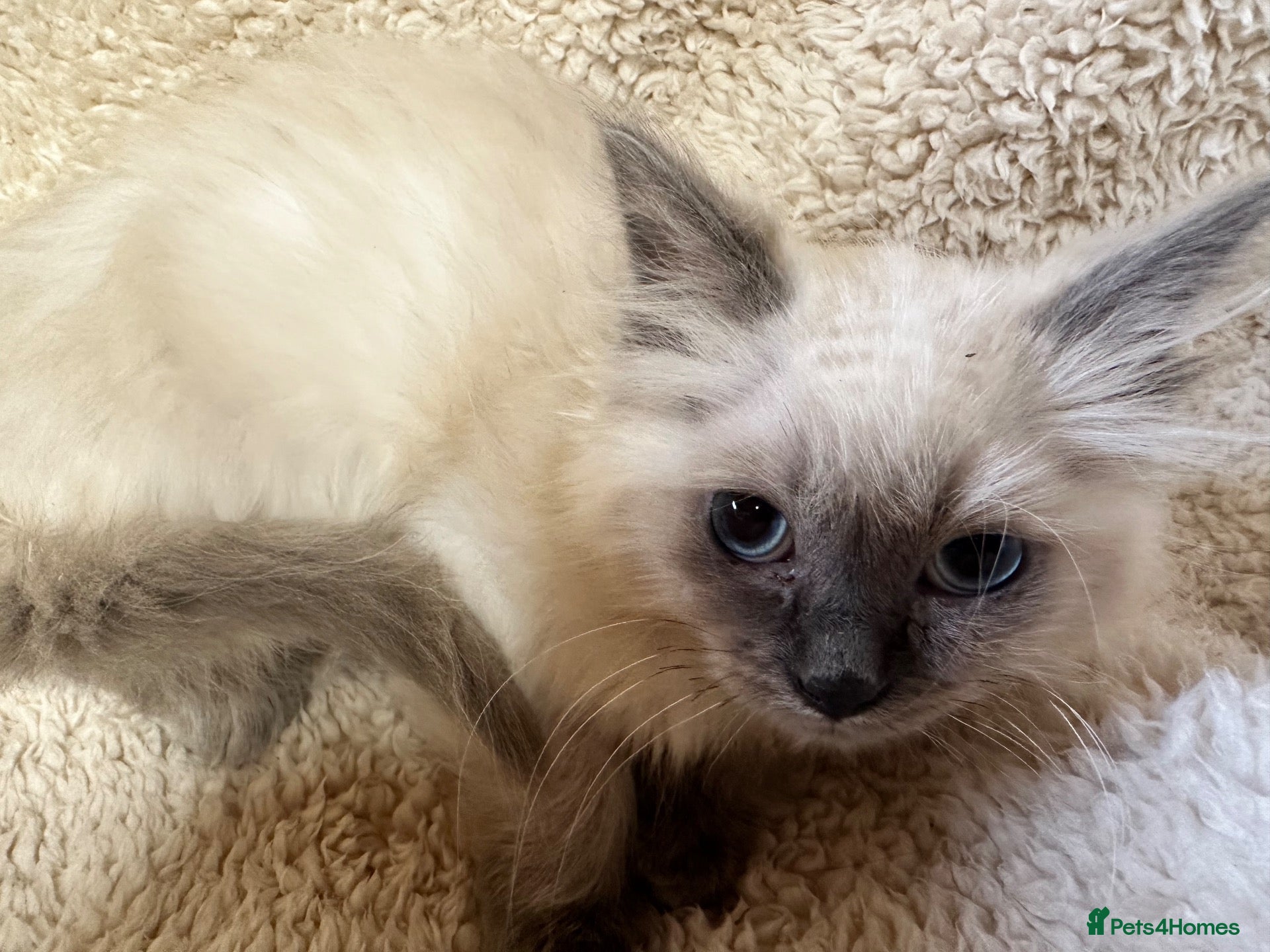 Ragdoll cats for sale: Gorgeous ragdoll kittens  - Advert 2