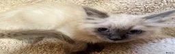 Ragdoll cats for sale: Gorgeous ragdoll kittens  - Advert 2