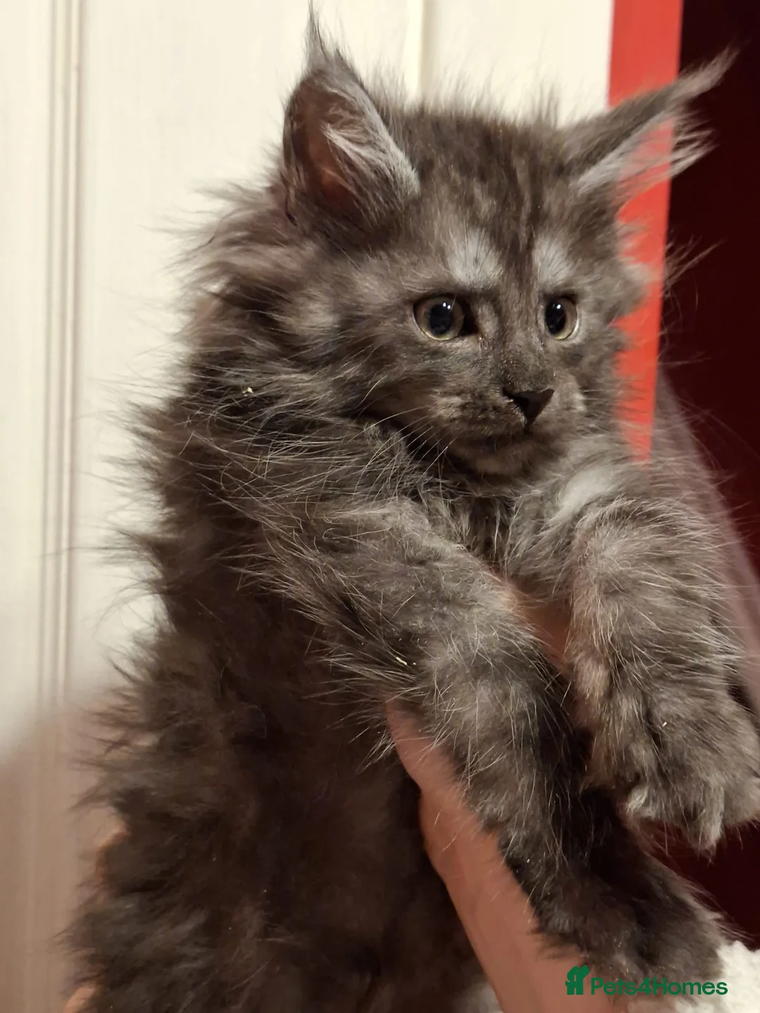 Maine Coon cats for sale: Active Maine Coon girl in Manchester - Advert 17