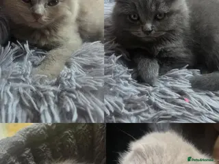 Scottish Fold cats Scottish kitten lilac blue, ready now, girl boy - Advert 1