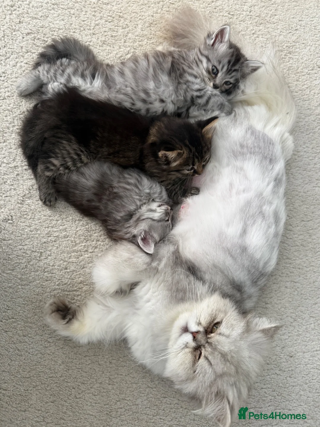 Persian cats for sale: 1/2 Persian kittens  - Advert 2