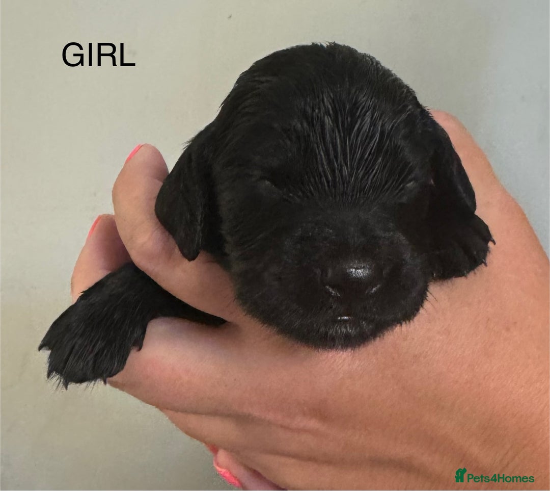 Sprocker dogs for sale: Sprockers - Image 5