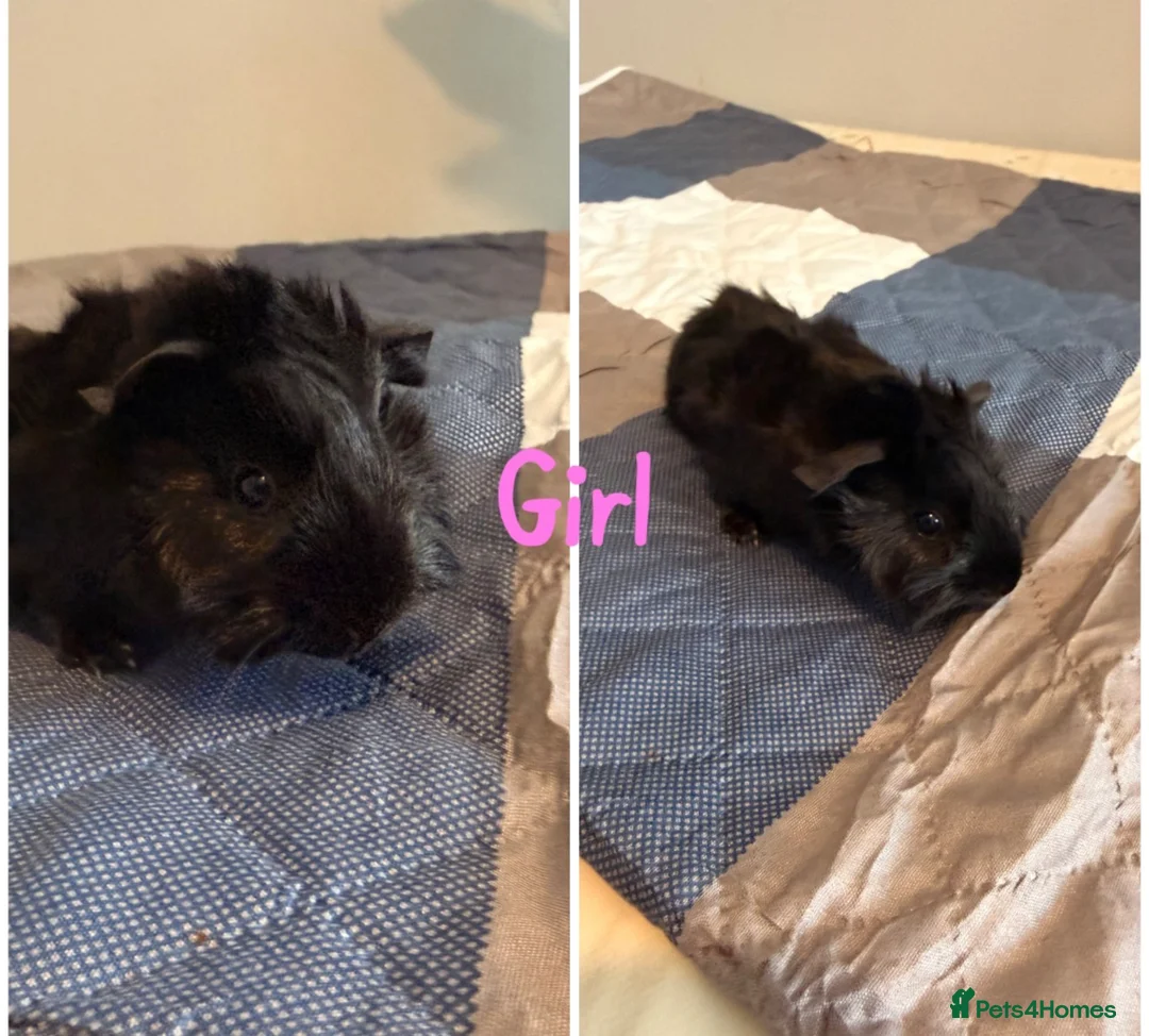 Guinea Pig rodents for sale: 2 Baby Sows - Advert 1