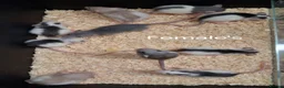 Rat rodents for sale: Baby Dumbo Rat's available, Males & Females  - Advert 11