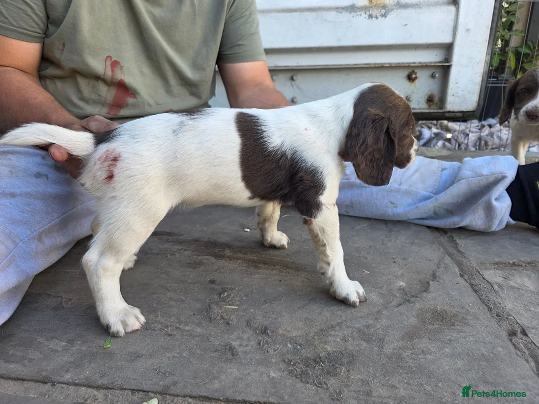 English Springer Spaniel dogs for sale: Working ESP FTCH lines extremely well bred in Southam - Advert 6