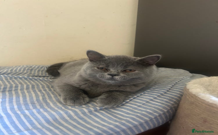 Scottish Fold cats in Bognor Regis - Advert 3
